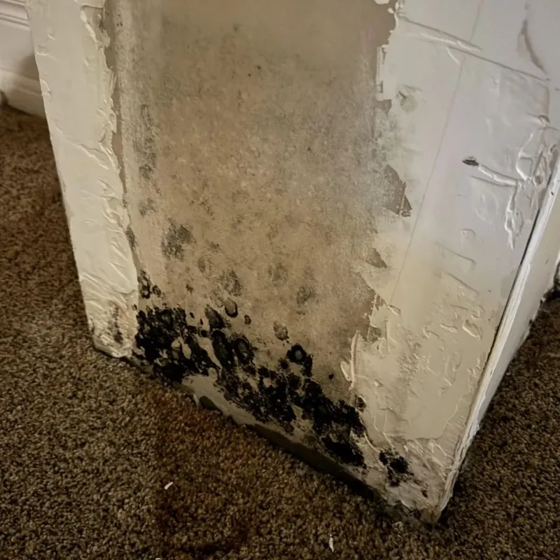 Professional Mold Removal in Monterey Park, CA